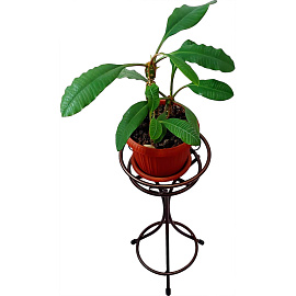 Подставка для цветов Танго 22x22х47 см коричневая