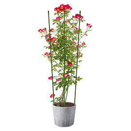 Опора для растений Garden Show Круглая 76x25x1.5 см металл