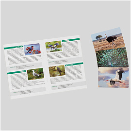 Игра настольная ТРИ СОВЫ "Мемо. Птицы", 50 карточек, картонная коробка