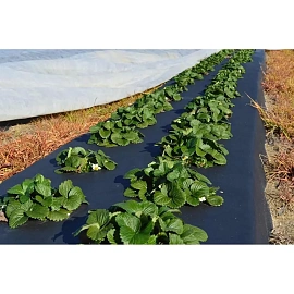 Пленка полиэтиленовая укрывная ПВД 35 мкм 50 м х 1.8 м рукав (2 сорт, черная, 2.425 кг)