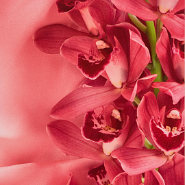 Папка адресная Цветы А4 разноцветная