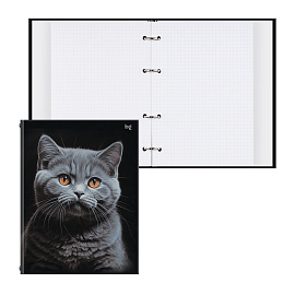 Тетрадь на кольцах А5, 160л., BG "Кот", глянцевая ламинация