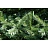 Елка новогодняя Green Trees Королева леса напольная 3 м Фото 0