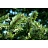 Елка новогодняя Green Trees Королева леса напольная 3 м Фото 1