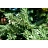 Елка новогодняя Green Trees Королева леса напольная 3 м Фото 3