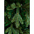 Елка новогодняя Green Trees Барокко Премиум напольная 2.1 м Фото 0