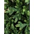 Елка новогодняя Green Trees Грацио Премиум напольная 2.4 м Фото 0