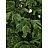 Елка новогодняя Green Trees Онтарио напольная 2.1 м Фото 2