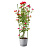 Опора для растений Garden Show Круглая 76x25x1.5 см металл Фото 1